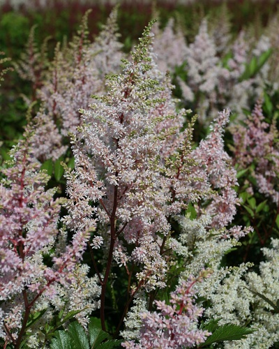 ASTILBE JAPONICA PEACH BLOSSOM 25 kusov